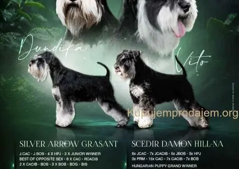 Patuljasti šnaucer crno srebreni štenad