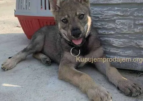 🐶  Češkoslovački Vučiji pas - 1/6