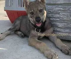 🐶  Češkoslovački Vučiji pas