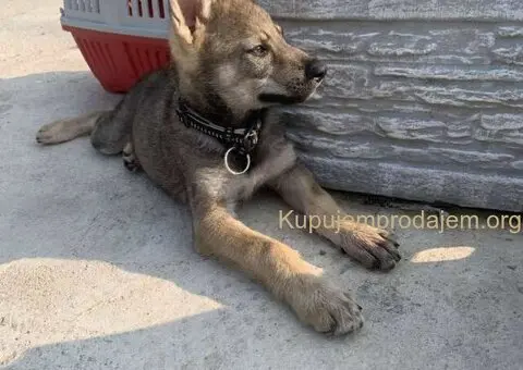 🐶  Češkoslovački Vučiji pas - 2/6