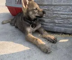 🐶  Češkoslovački Vučiji pas