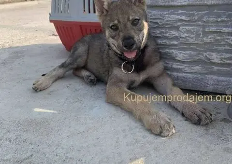 🐶  Češkoslovački Vučiji pas - 3/6