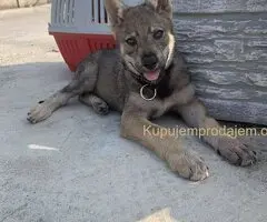 🐶  Češkoslovački Vučiji pas