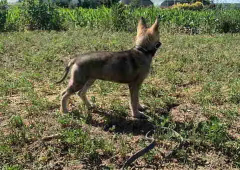 🐶  Češkoslovački Vučiji pas - 4/6