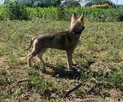 🐶  Češkoslovački Vučiji pas