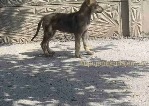 🐶  Češkoslovački Vučiji pas - 5/6