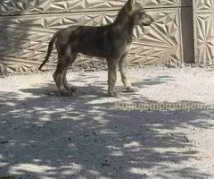 🐶  Češkoslovački Vučiji pas