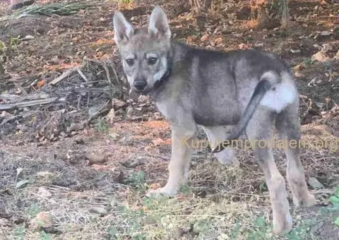 🐶  Češkoslovački Vučiji pas - 6/6