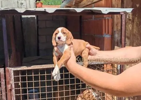 POSAVSKI GONIČ štenci - 1/6