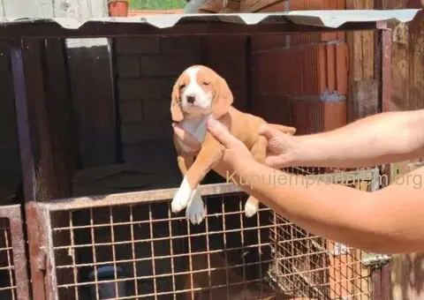 POSAVSKI GONIČ štenci - 2/6