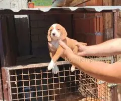 POSAVSKI GONIČ štenci