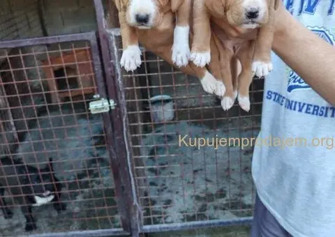 POSAVSKI GONIČ štenci - 3/6