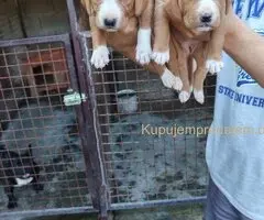 POSAVSKI GONIČ štenci