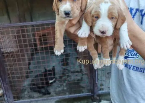 POSAVSKI GONIČ štenci - 4/6