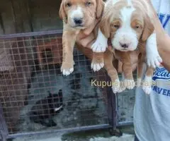 POSAVSKI GONIČ štenci