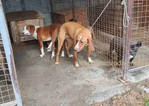 POSAVSKI GONIČ štenci - 5/6