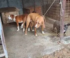 POSAVSKI GONIČ štenci