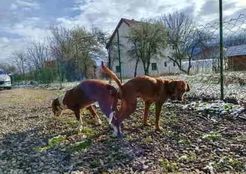 POSAVSKI GONIČ štenci - 6/6