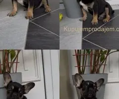Francuski Buldog black & tan musko stene