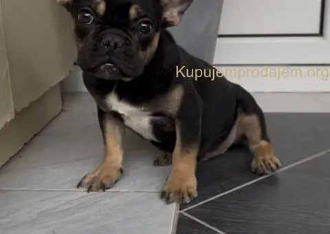 Francuski Buldog black & tan musko stene - 2/7