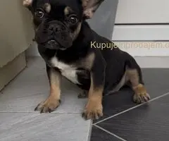 Francuski Buldog black & tan musko stene