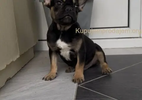Francuski Buldog black & tan musko stene - 3/7
