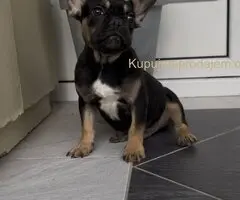 Francuski Buldog black & tan musko stene