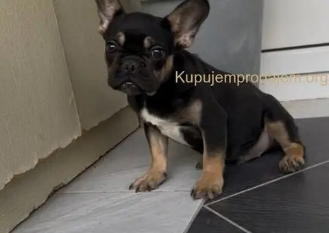 Francuski Buldog black & tan musko stene - 4/7