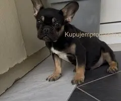 Francuski Buldog black & tan musko stene