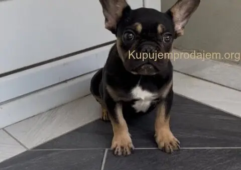 Francuski Buldog black & tan musko stene - 5/7