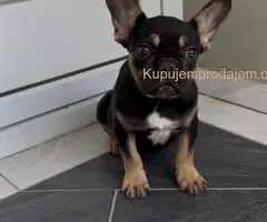 Francuski Buldog black & tan musko stene