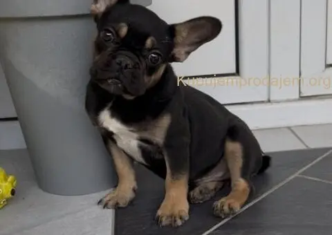 Francuski Buldog black & tan musko stene - 6/7