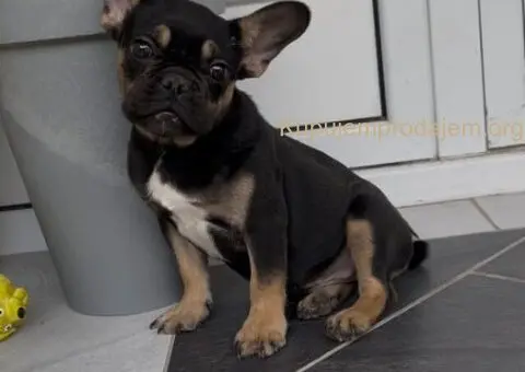 Francuski Buldog black & tan musko stene - 7/7