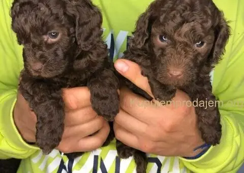 Braon pudle - čokoladne - 1/6