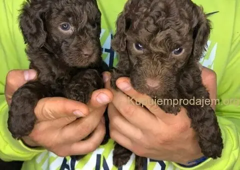 Braon pudle - čokoladne - 2/6