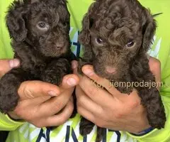 Braon pudle - čokoladne