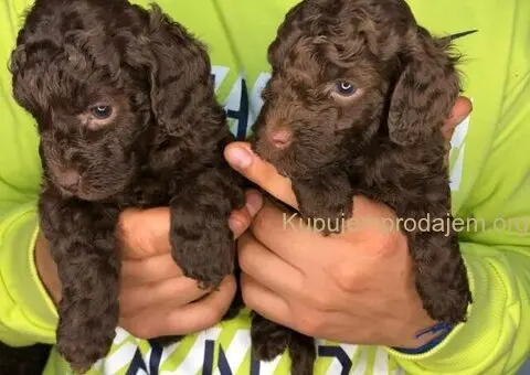 Braon pudle - čokoladne - 3/6