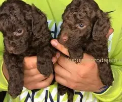 Braon pudle - čokoladne