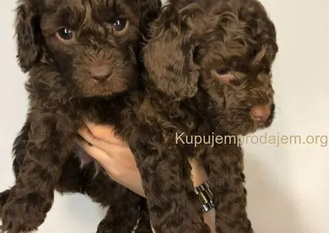 Braon pudle - čokoladne - 4/6