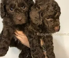 Braon pudle - čokoladne