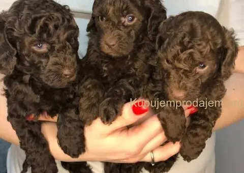 Braon pudle - čokoladne - 5/6