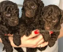 Braon pudle - čokoladne