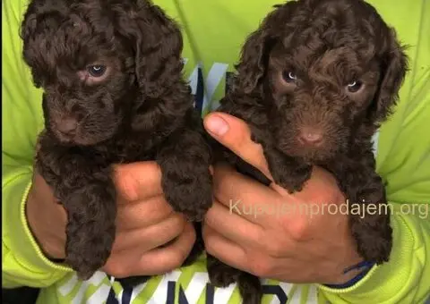 Braon pudle - čokoladne - 6/6