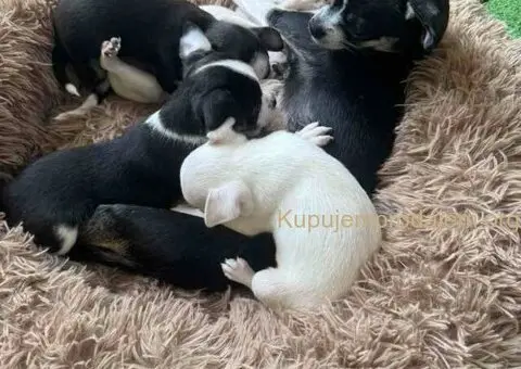 Čivava štenad prelepa  Chihuahua apple head - 1/6