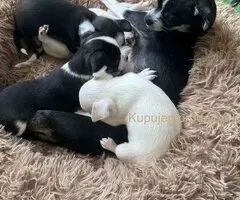Čivava štenad prelepa  Chihuahua apple head