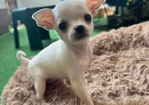 Čivava štenad prelepa  Chihuahua apple head - 2/6