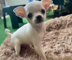 Čivava štenad prelepa  Chihuahua apple head