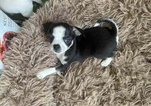 Čivava štenad prelepa  Chihuahua apple head - 3/6