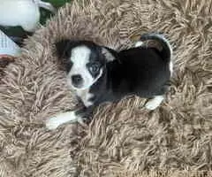 Čivava štenad prelepa  Chihuahua apple head