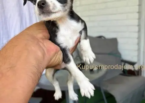 Čivava štenad prelepa  Chihuahua apple head - 4/6